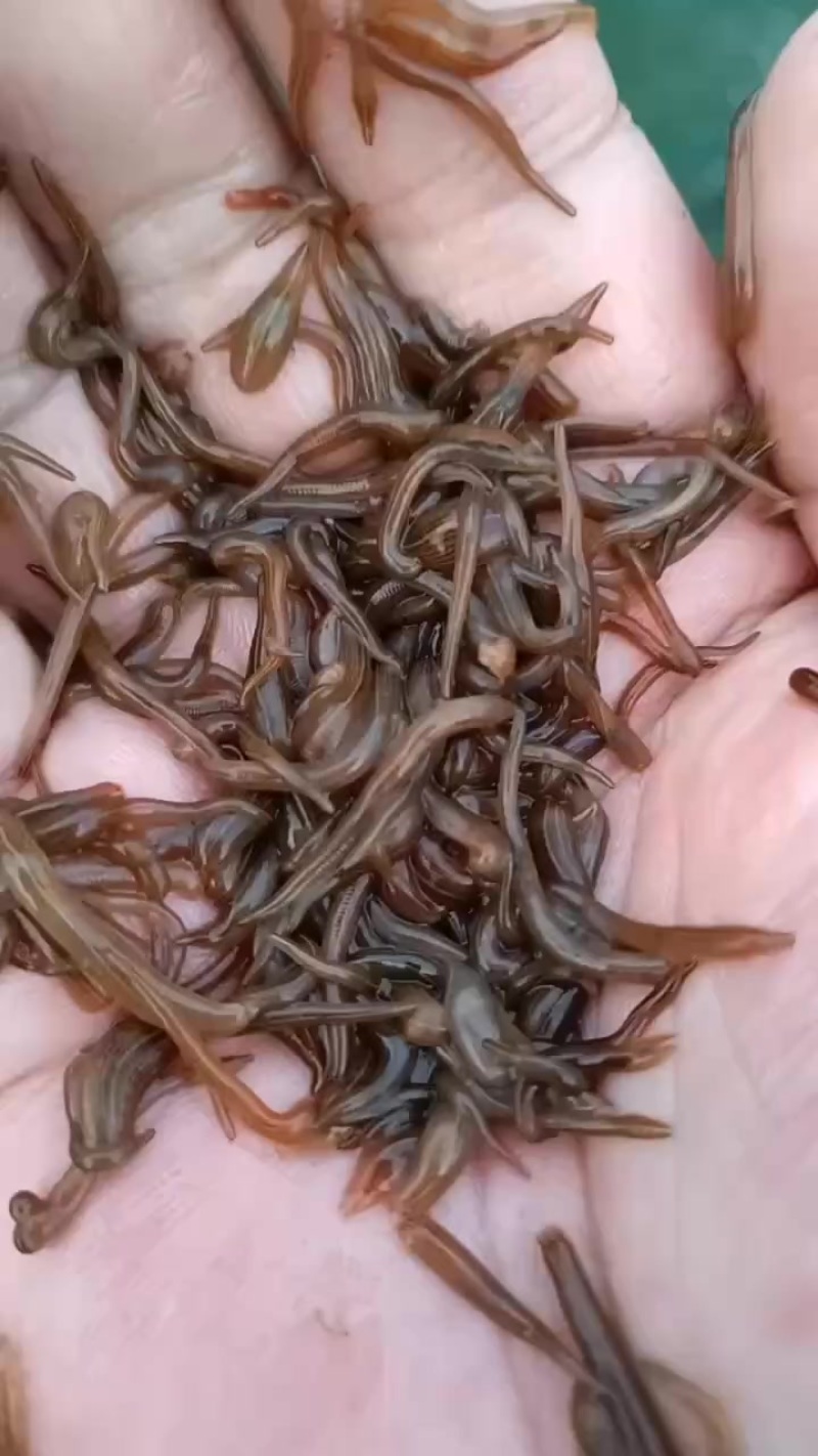 南通水蛭苗