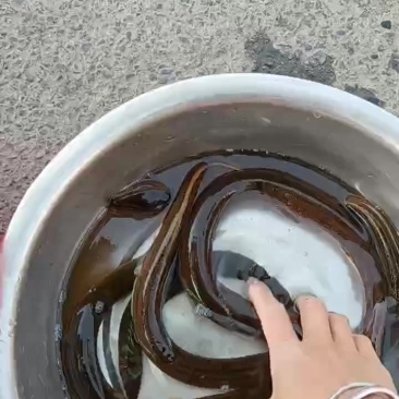 自然生长自己抓的土黄鳝，大中小规格都有，40至100不等