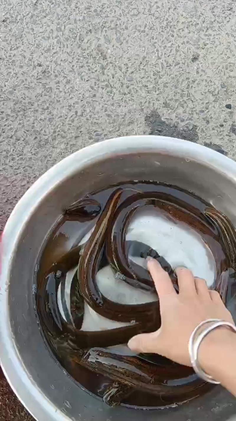 自然生长自己抓的土黄鳝，大中小规格都有，40至100不等