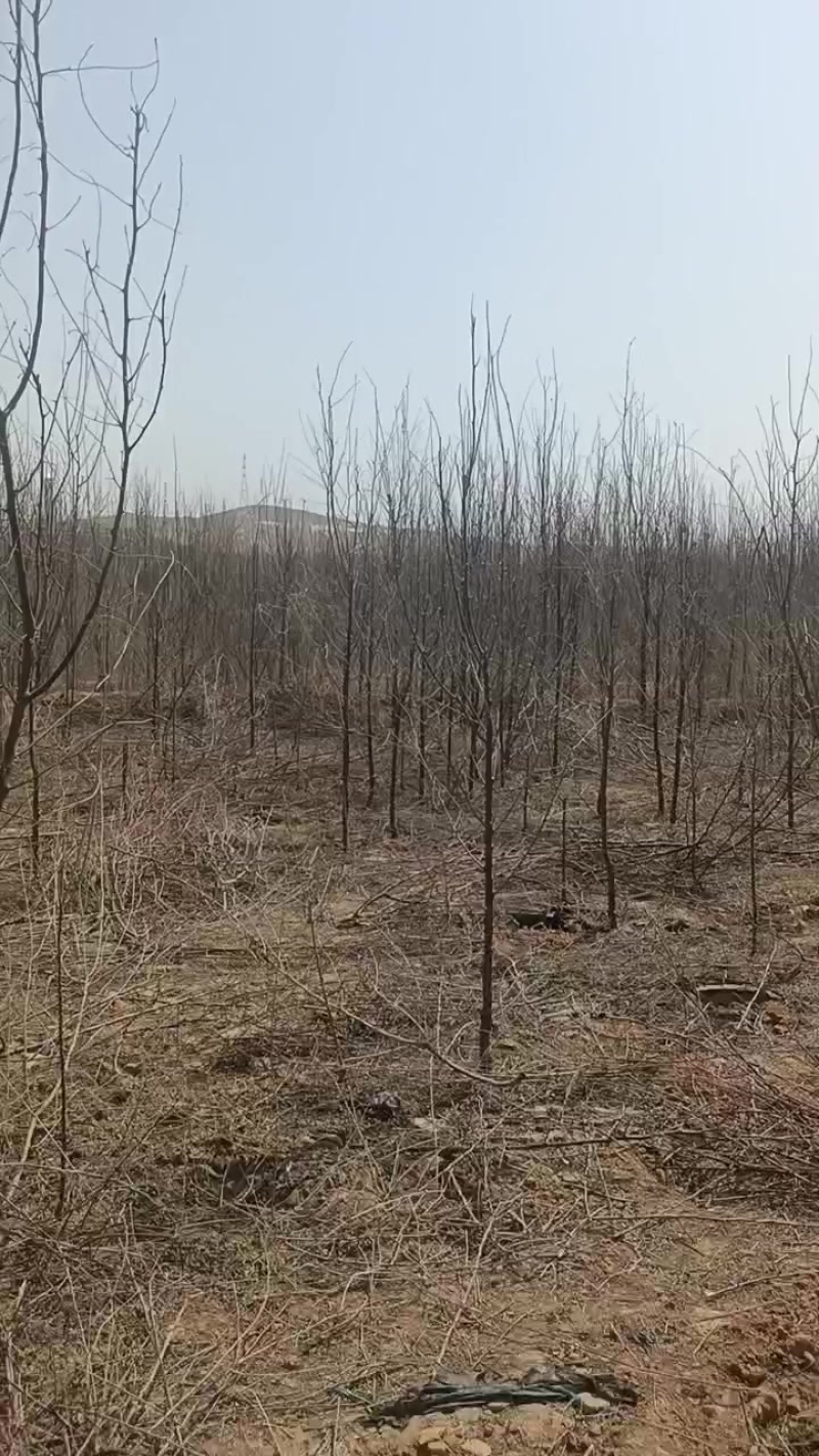 大量出售沙枣树