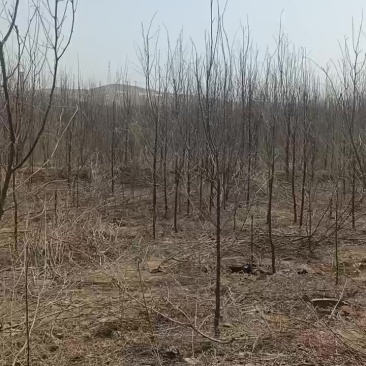 大量出售沙枣树