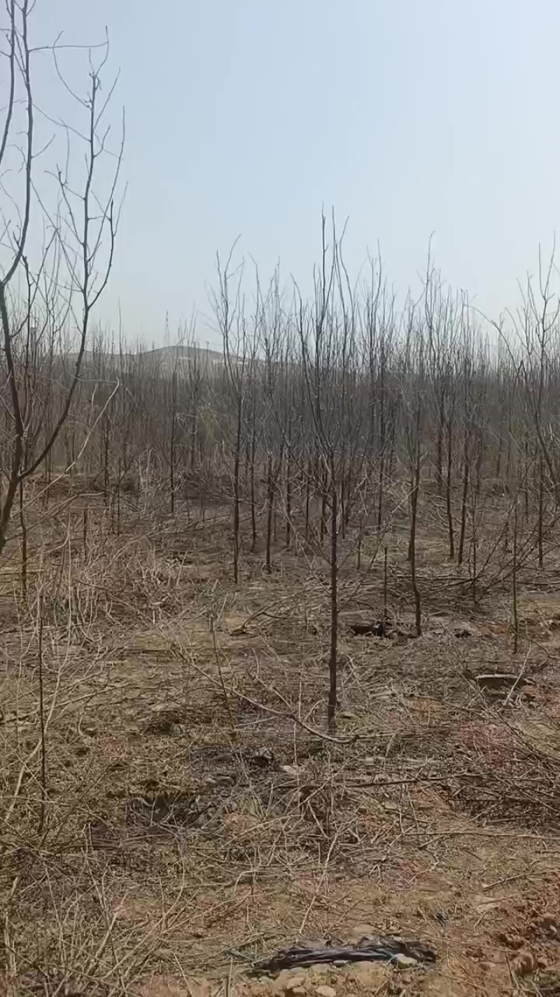 大量出售沙枣树