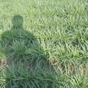 大量红根韭菜头刀韭菜