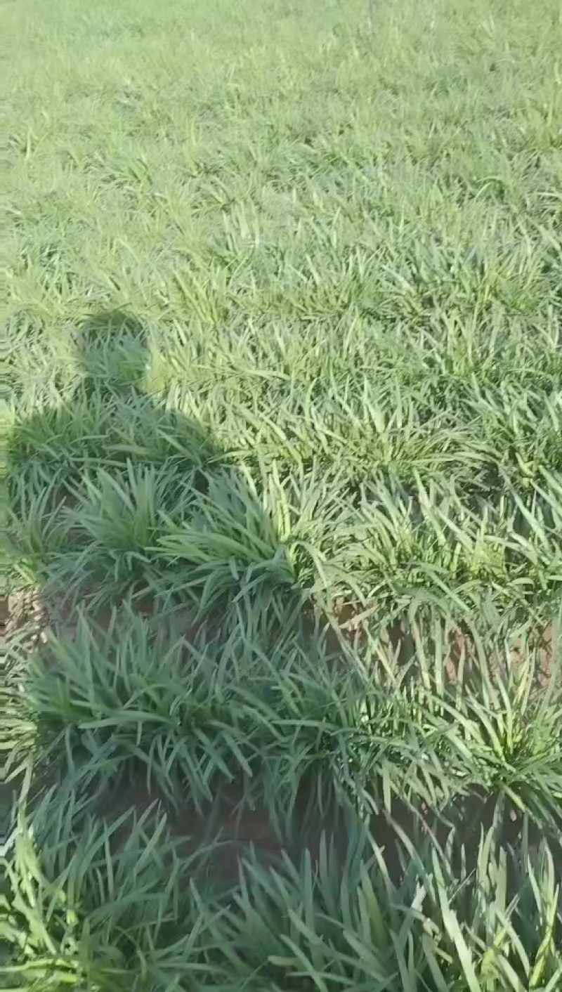 大量红根韭菜头刀韭菜