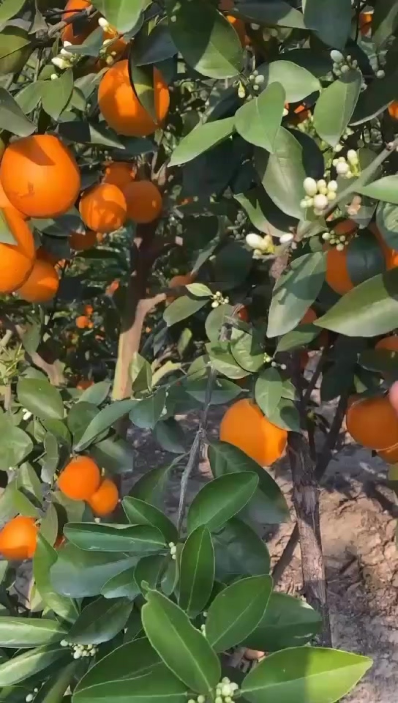 桂林夏橙