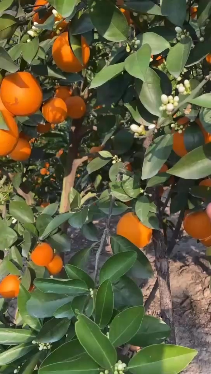 桂林夏橙