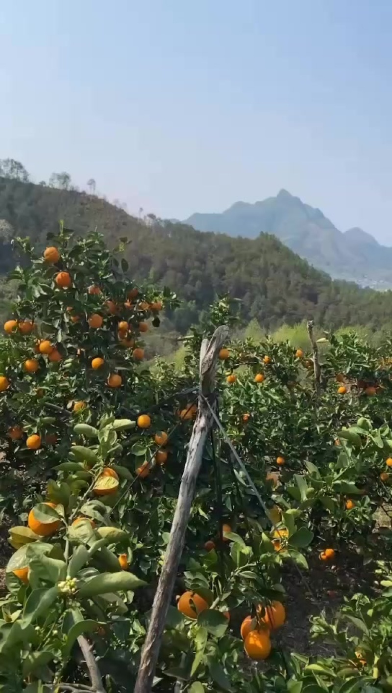 桂林夏橙