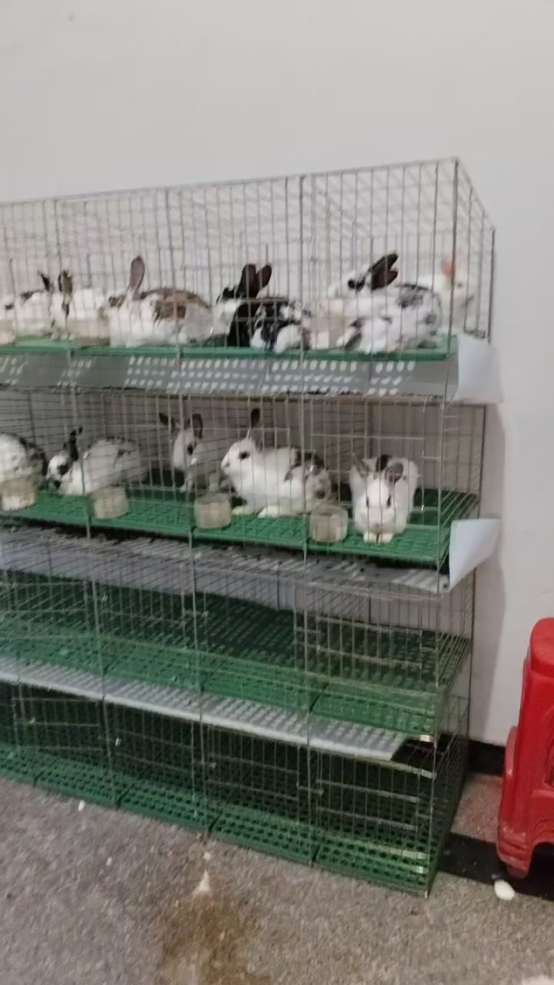成年兔