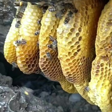 纯野生蜂蜜，感谢老板信任