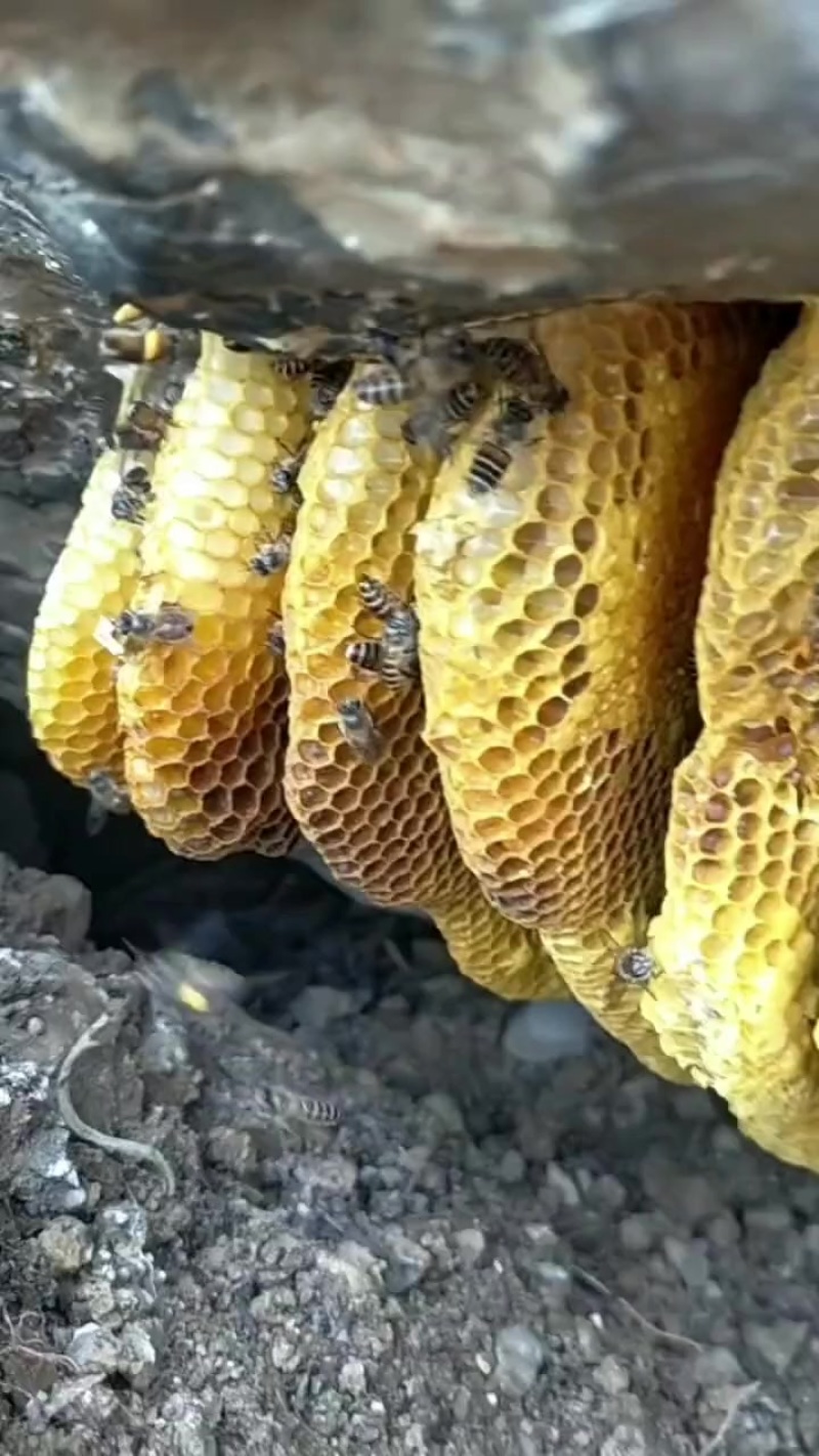 纯野生蜂蜜，感谢老板信任
