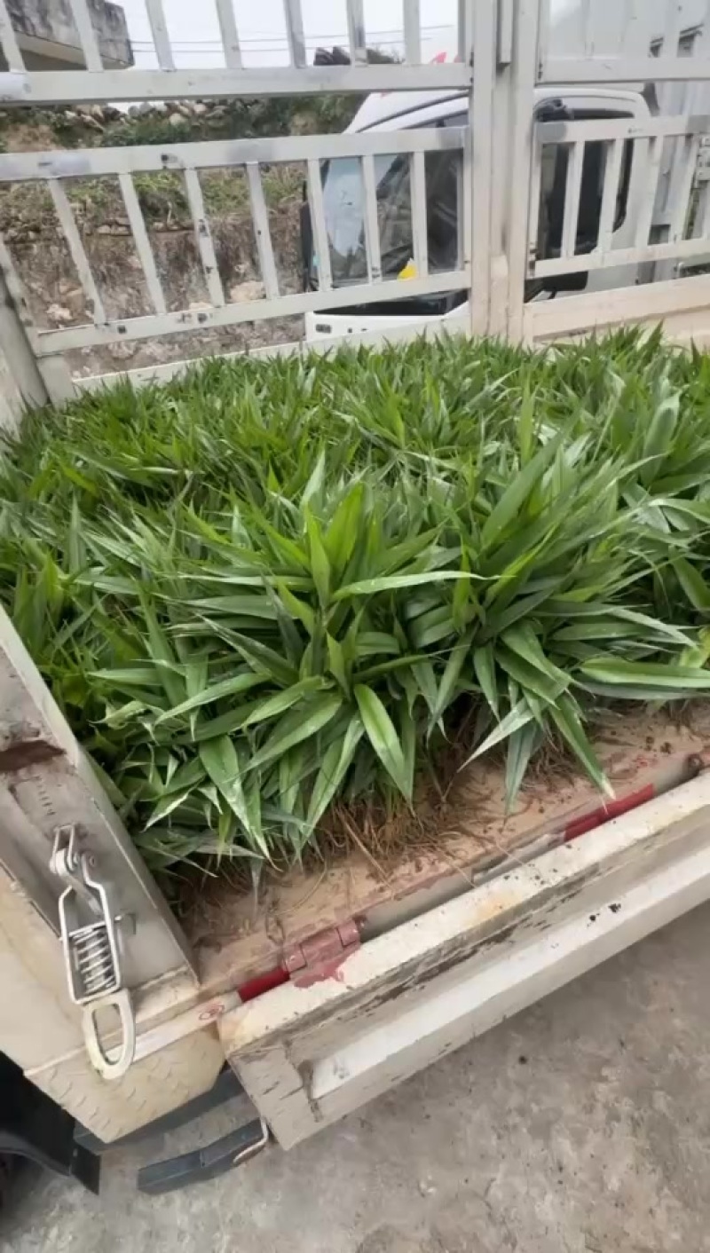 益智苗