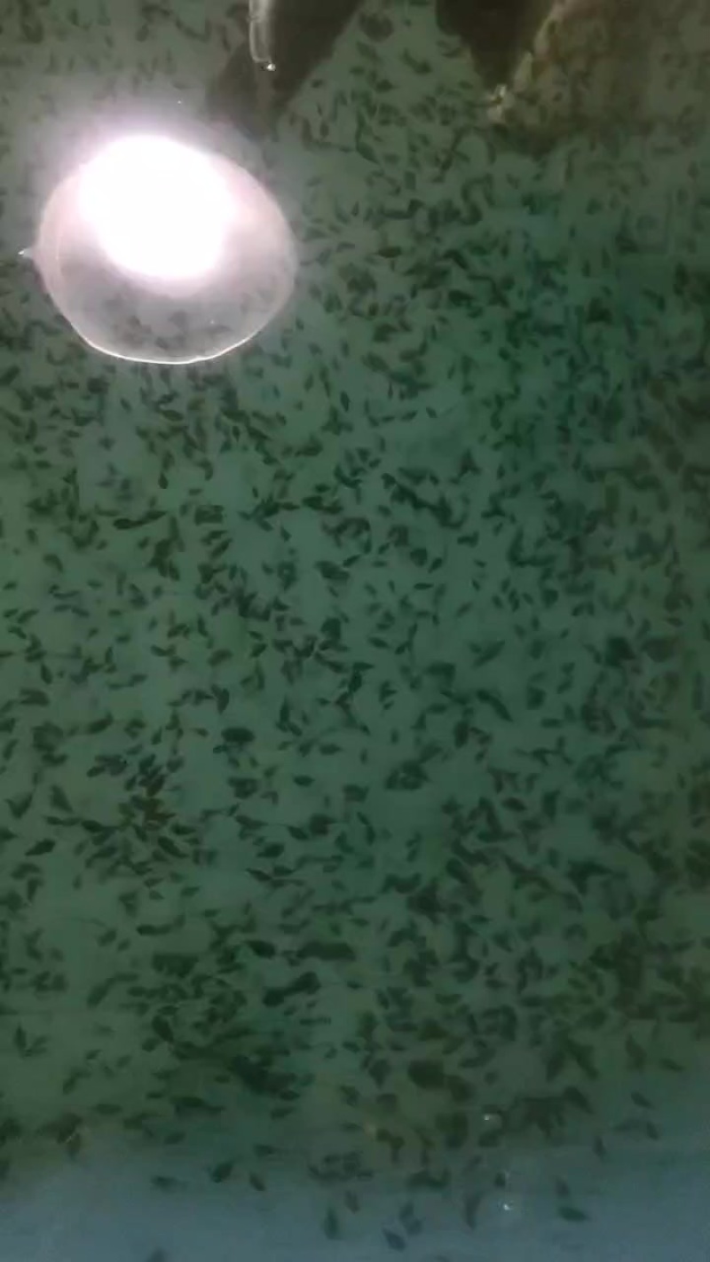 斑马狗头苗批发