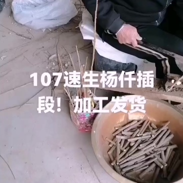 山东聊城107速生杨仟插段