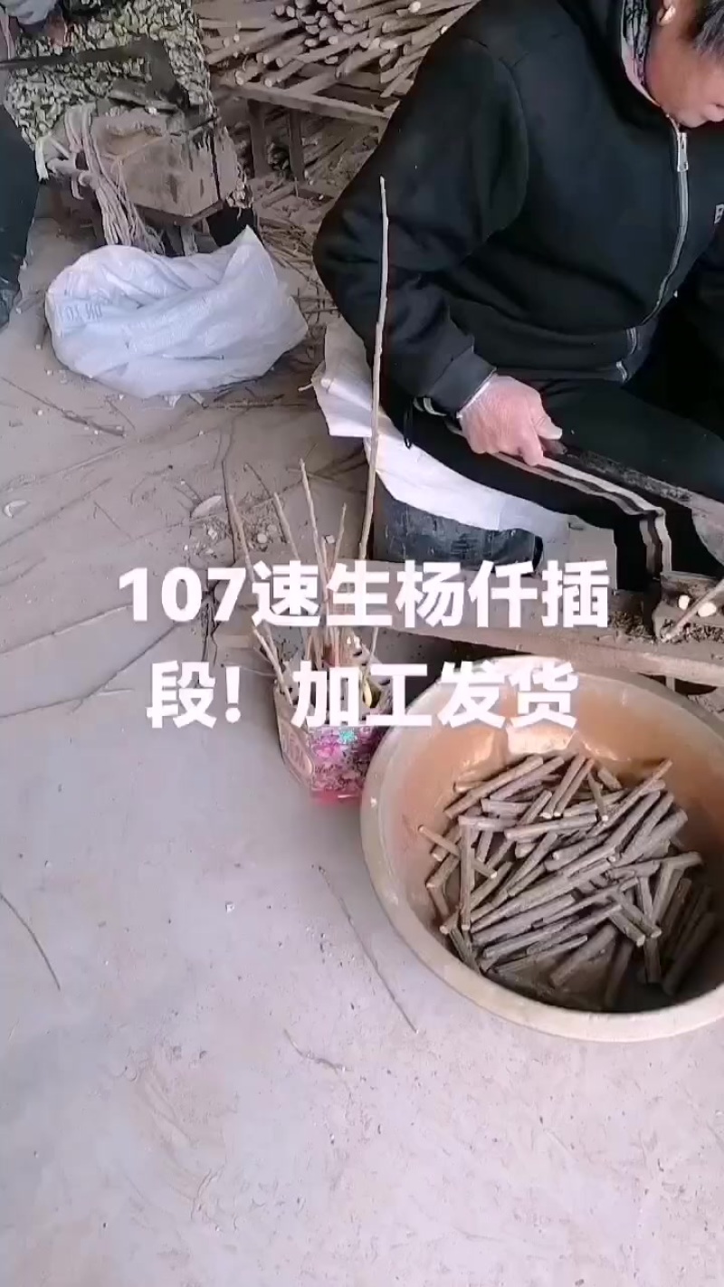 山东聊城107速生杨仟插段