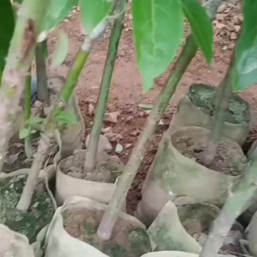 云南孟连优质牛油果苗