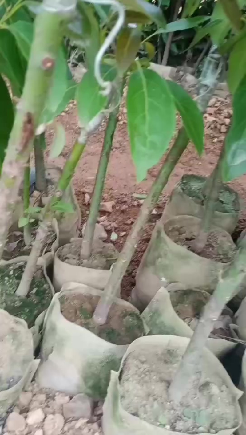 云南孟连优质牛油果苗