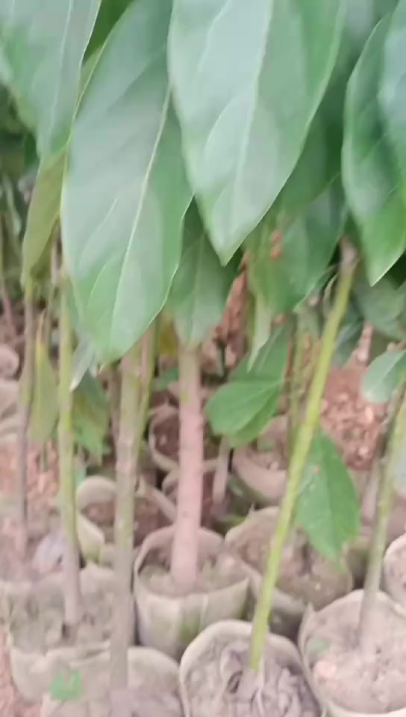 云南孟连优质牛油果苗