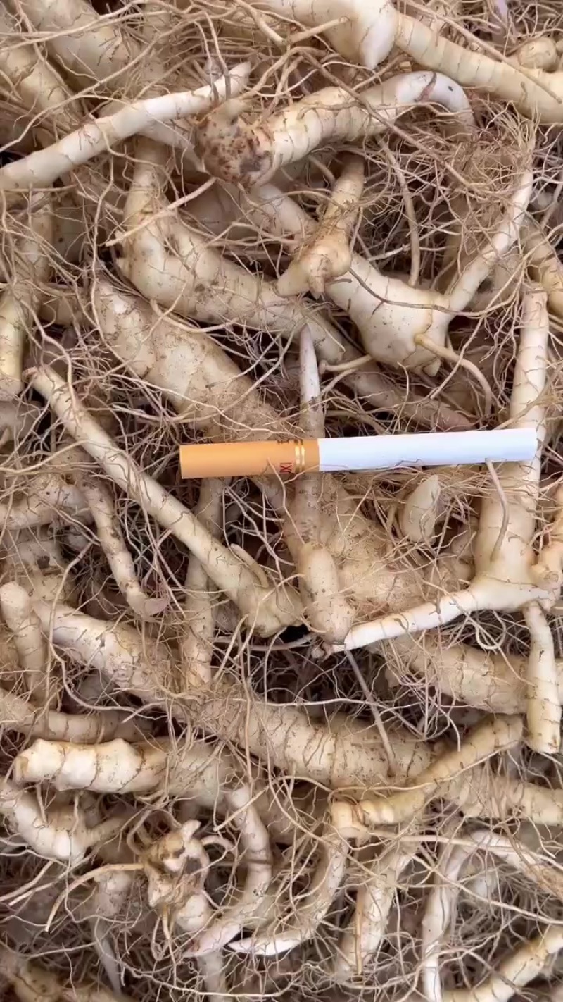 药材黄精种苗