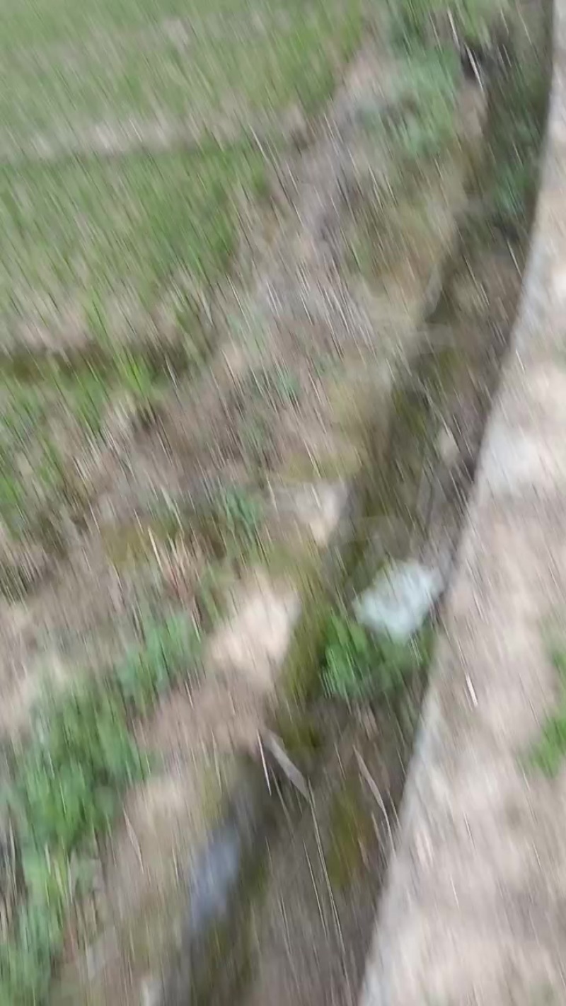 湖南龙牙百合