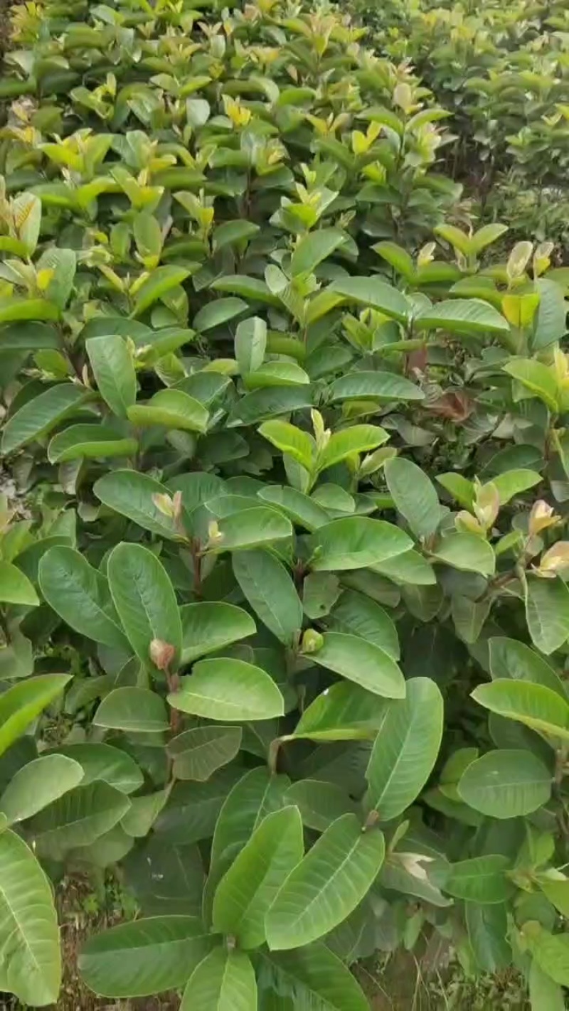 红宝石番石榴苗