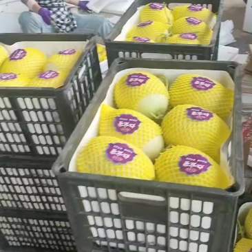 山东博洋甜瓜大量上市诚信合作量大从优欢迎来电