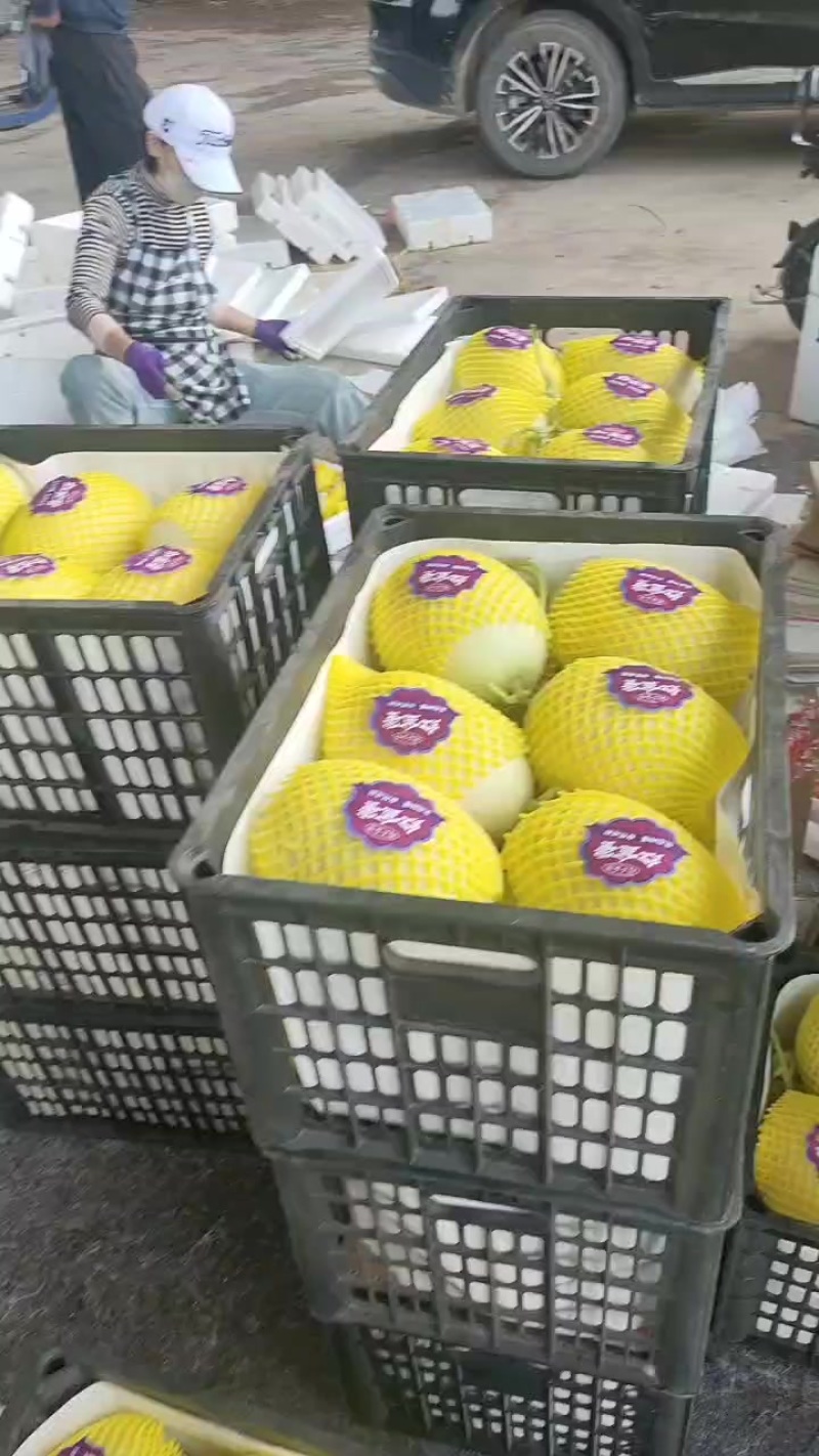 山东博洋甜瓜大量上市诚信合作量大从优欢迎来电