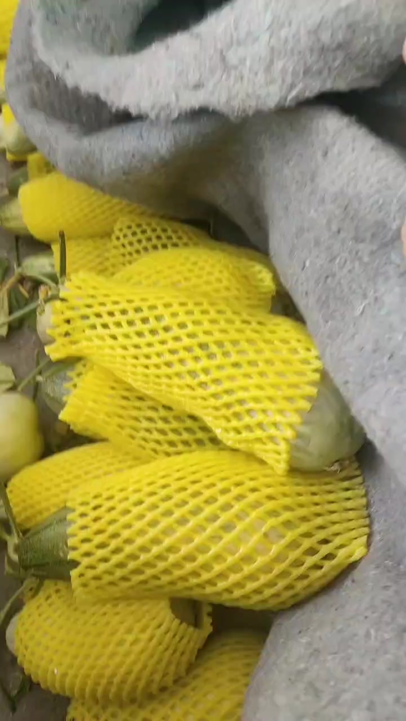山东博洋甜瓜大量上市诚信合作量大从优欢迎来电