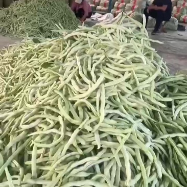 精品芸豆刚上市白不老，芸豆