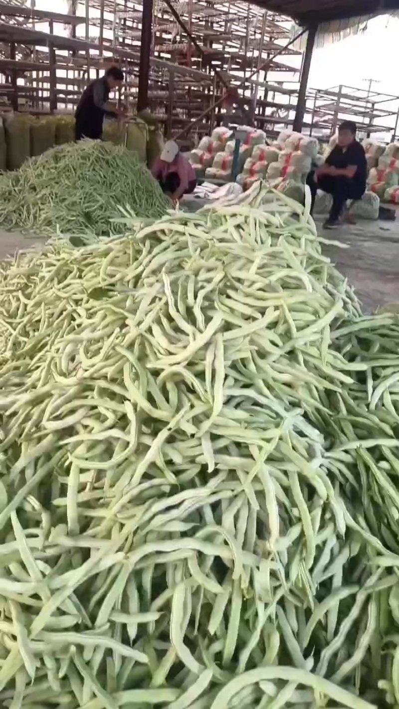 精品芸豆刚上市白不老，芸豆