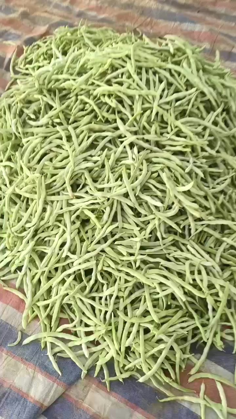 精品芸豆刚上市白不老，芸豆