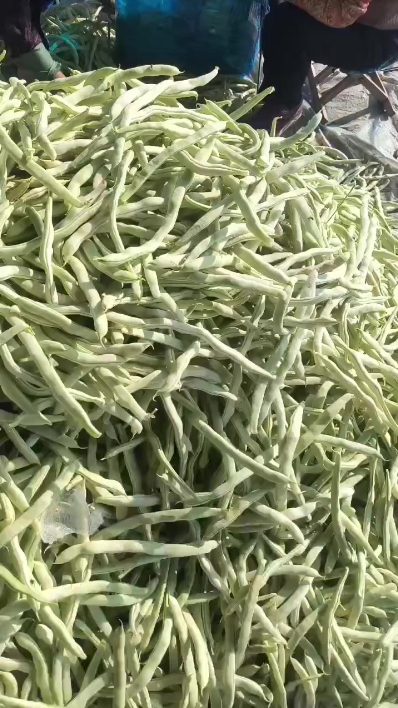 精品芸豆刚上市白不老，芸豆