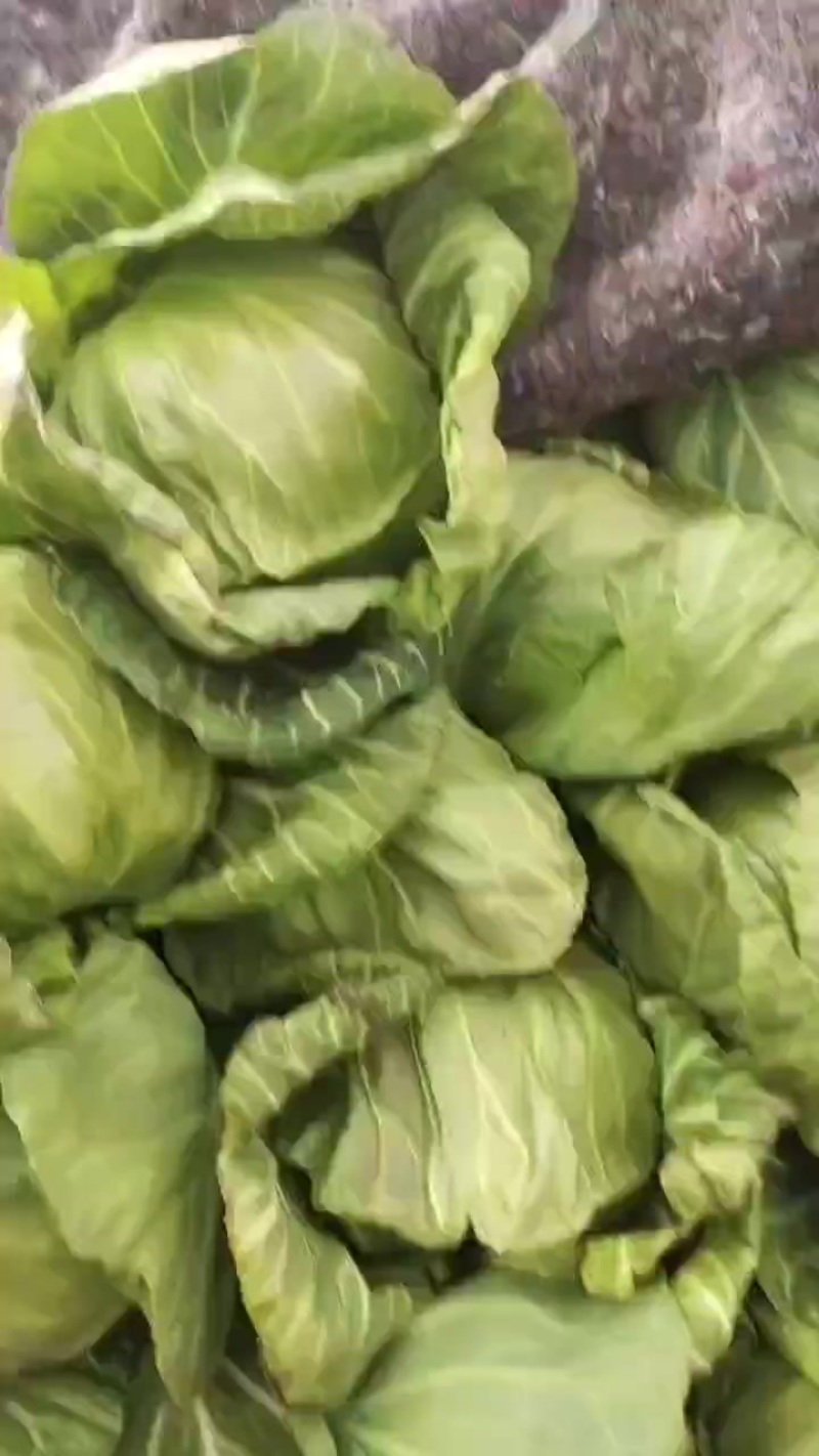 中甘五十六脆包