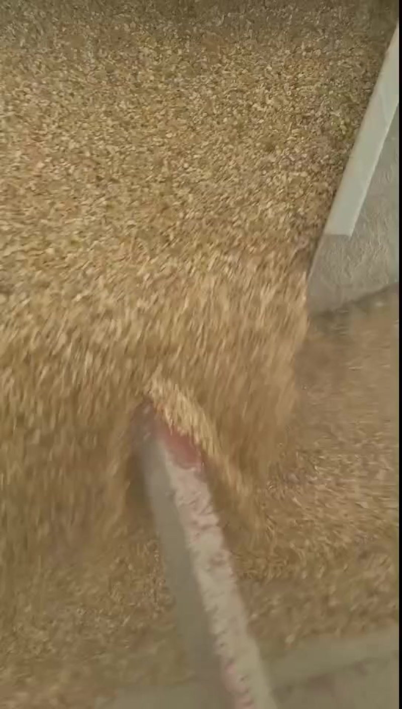 优质精品碎玉米下脚料