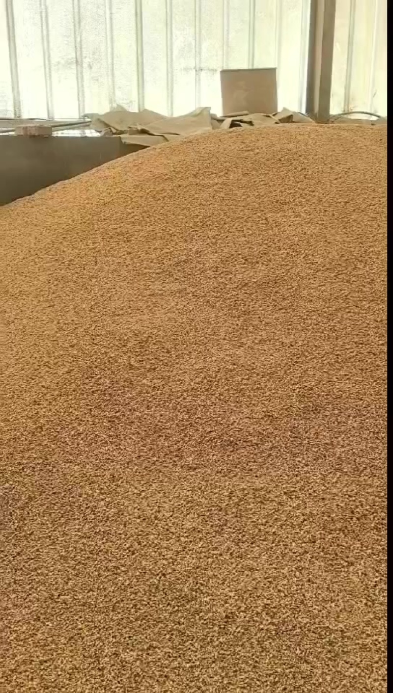 优质精品碎玉米下脚料