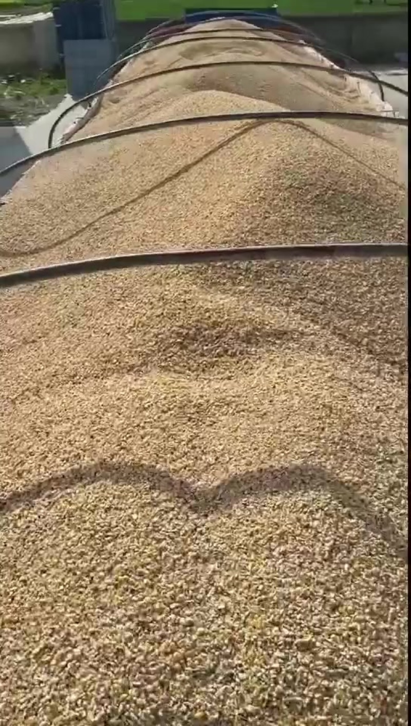 优质精品碎玉米下脚料