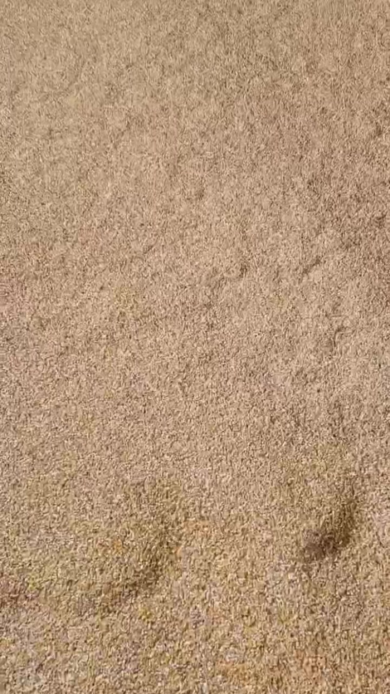 优质精品碎玉米下脚料
