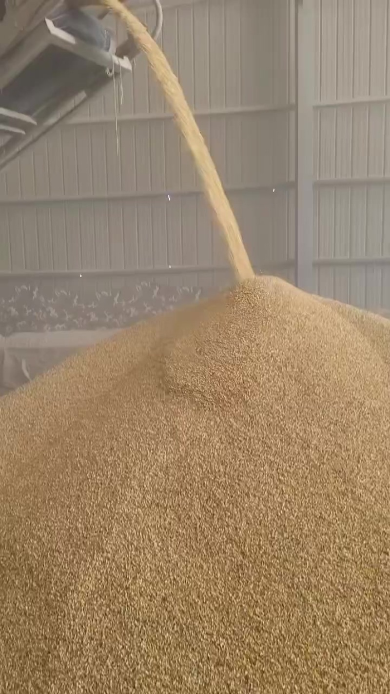 优质精品碎玉米下脚料