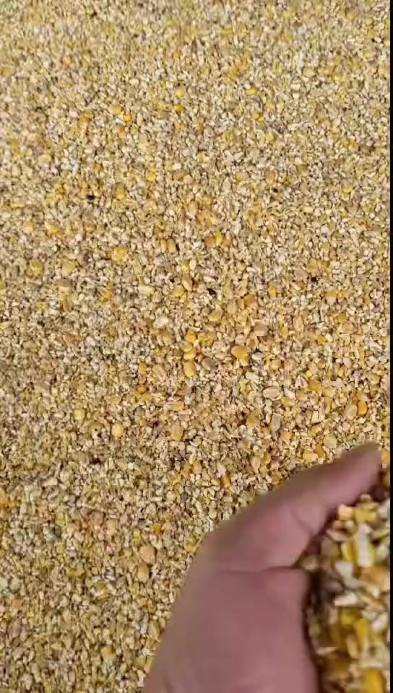 优质精品碎玉米下脚料