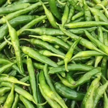 辣椒