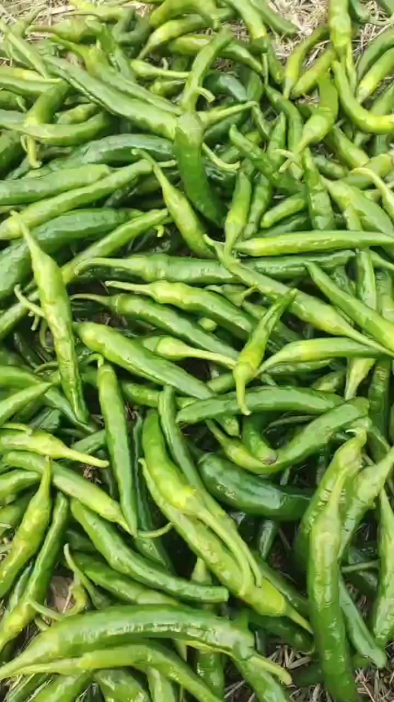 辣椒