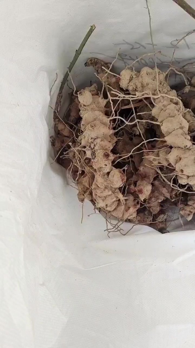 金刚藤