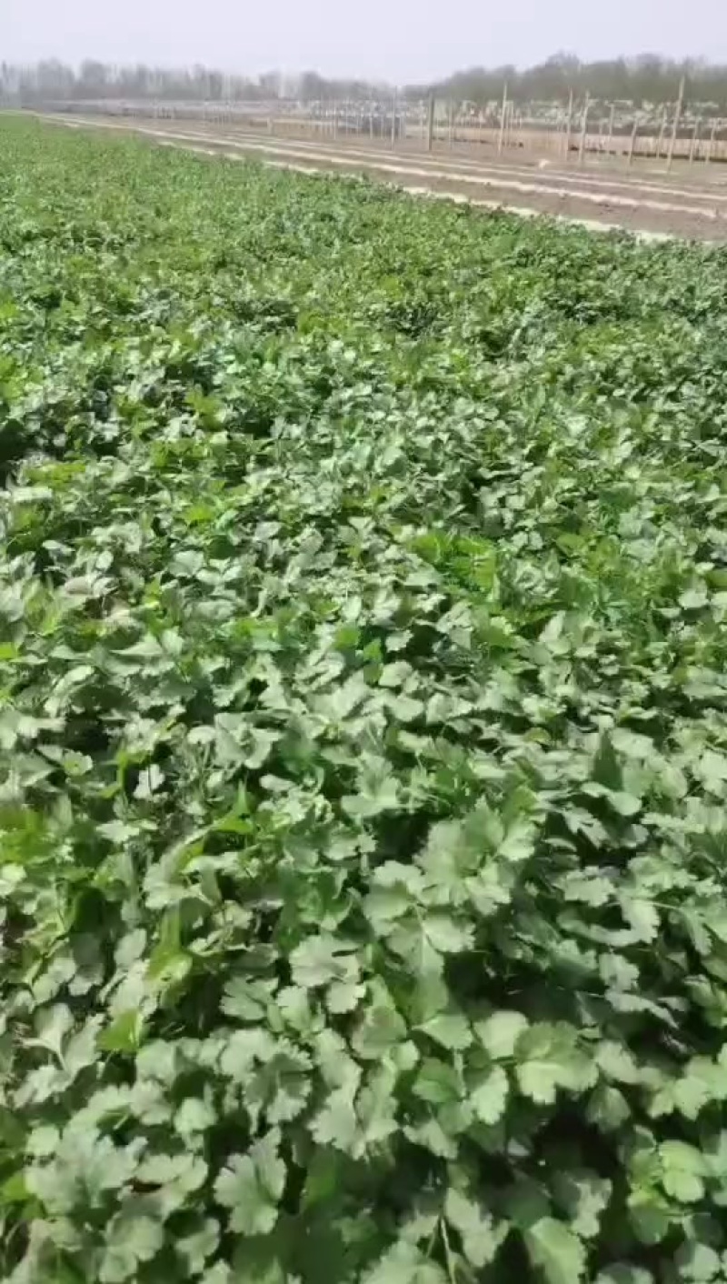 精品香菜