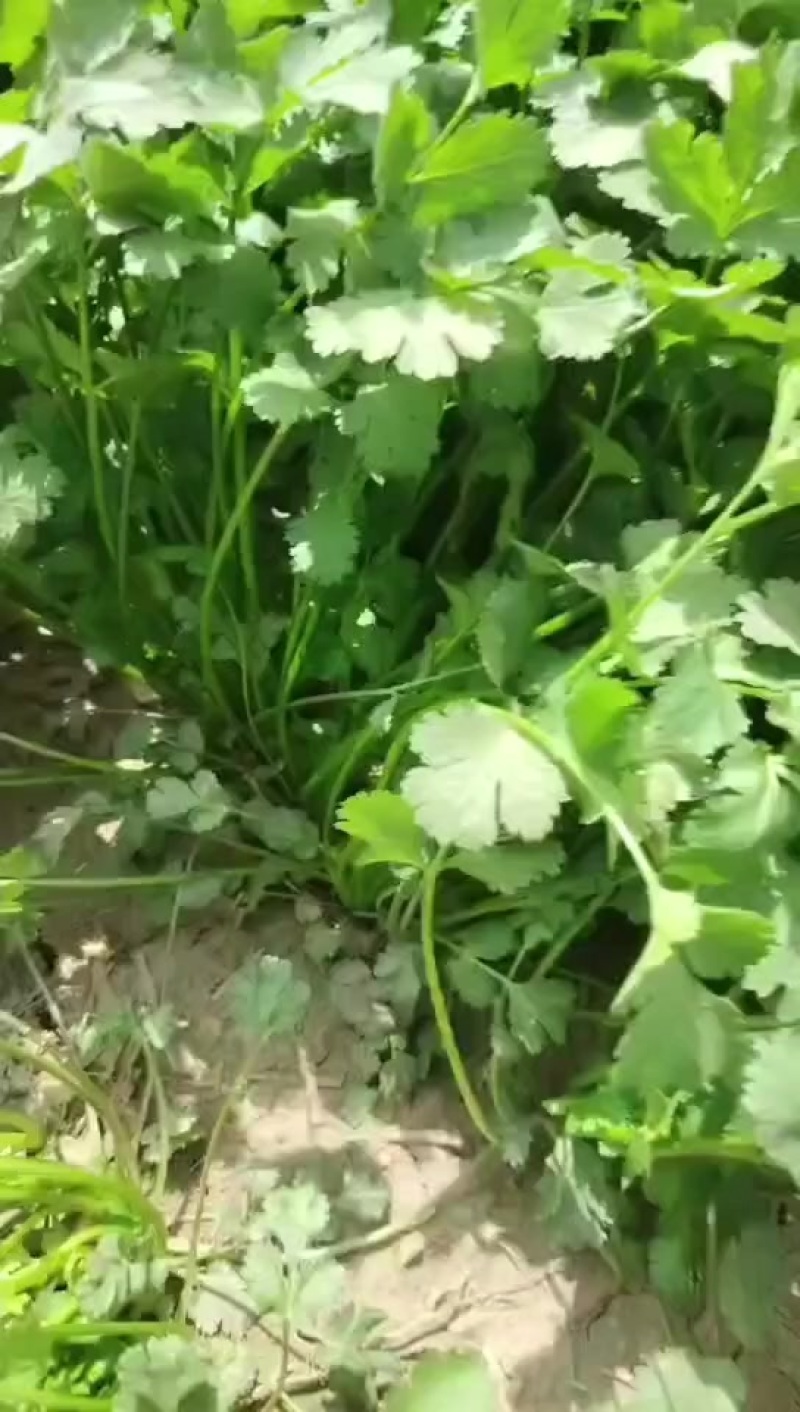 精品香菜