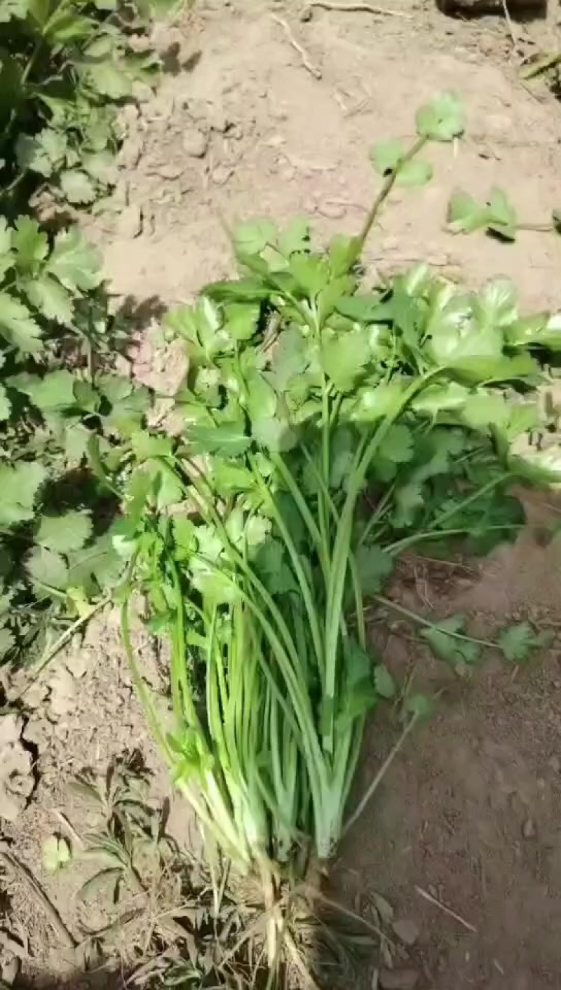 精品香菜