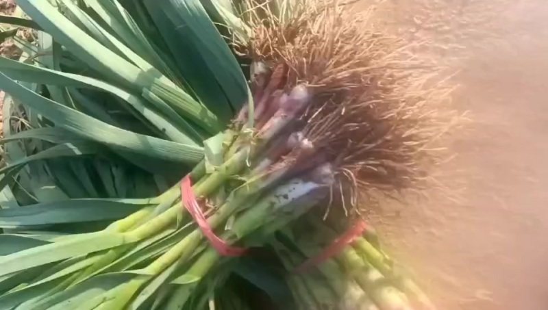 优质蒜苗