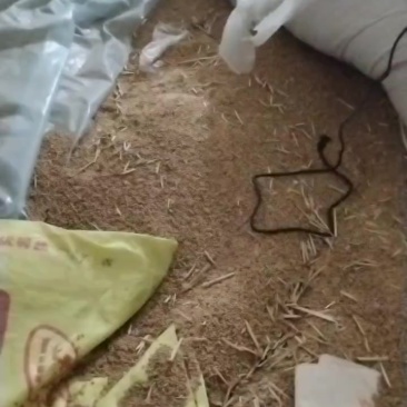 普通小麦