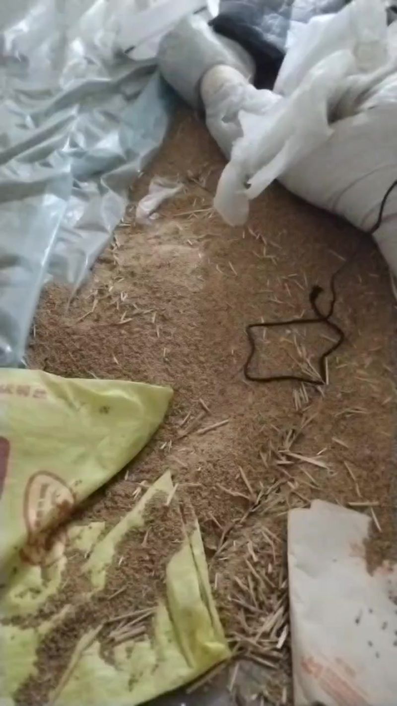 普通小麦