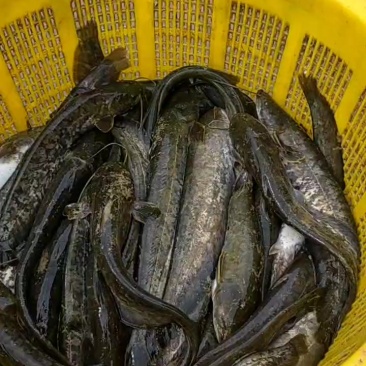 广东大口鲶鱼
