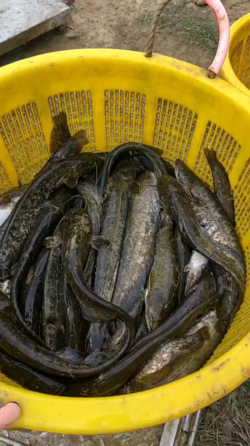 广东大口鲶鱼