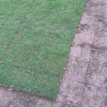 马尼拉草皮